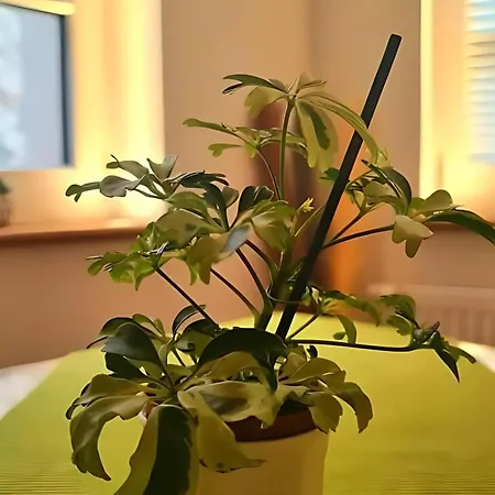 Auszeit Beim Winzer- Biengarten